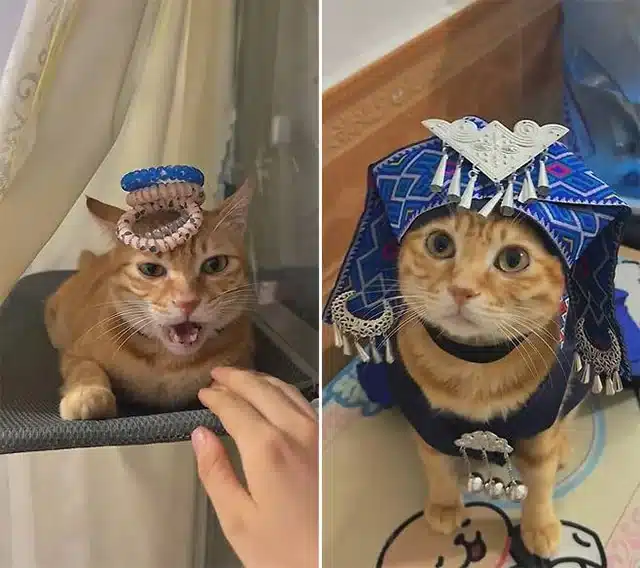 This orange cat's story is a reminder of...