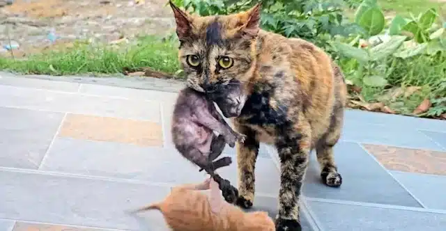 I found myself stopping, drawn by some i...