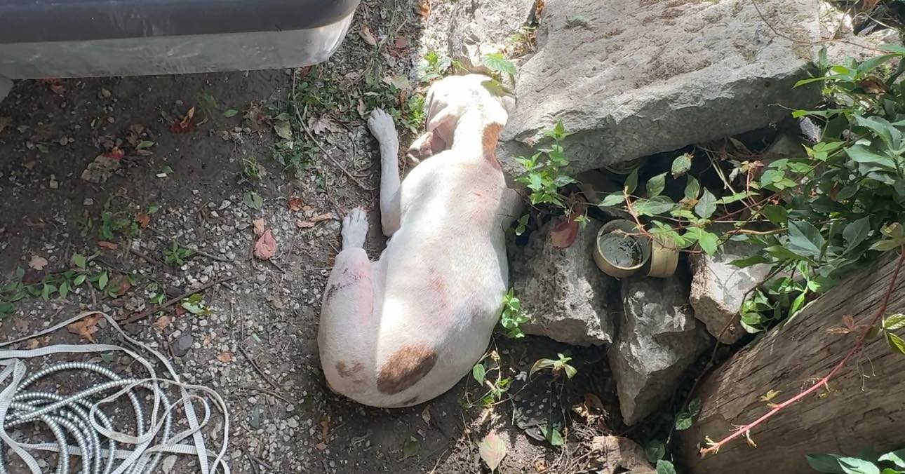 Extra image from article