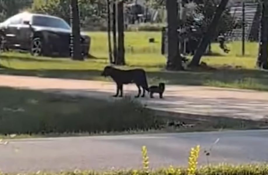 Over time, Bailey's coat became shiny, a...