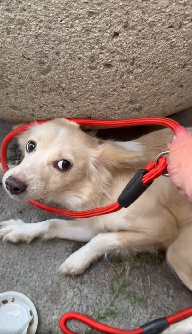 Extra image from article