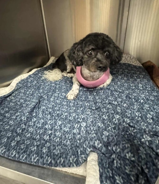 Extra image from article