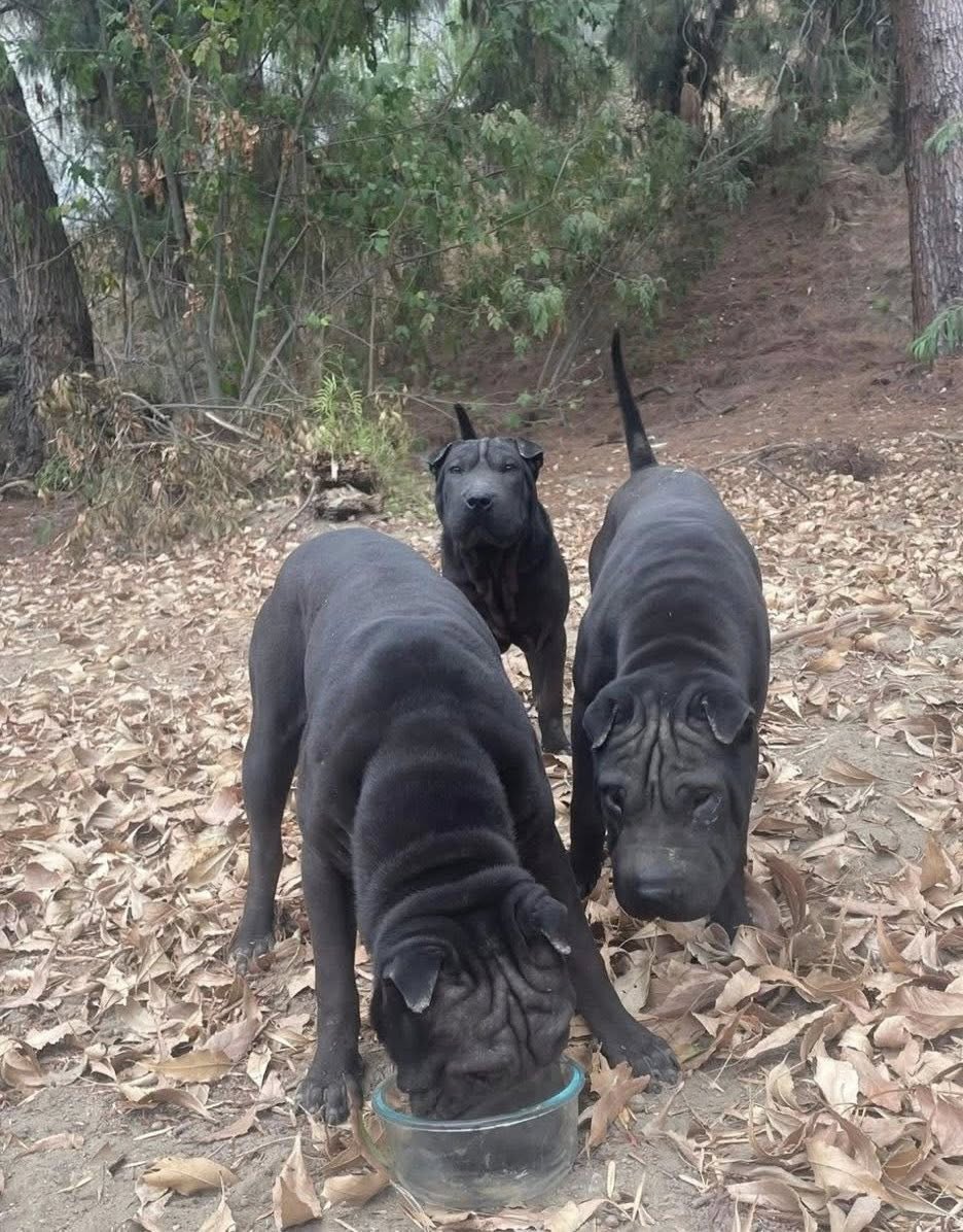 Extra image from article