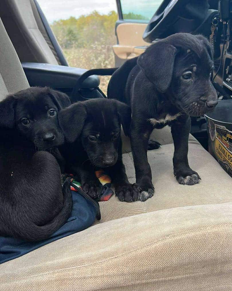 Extra image from article