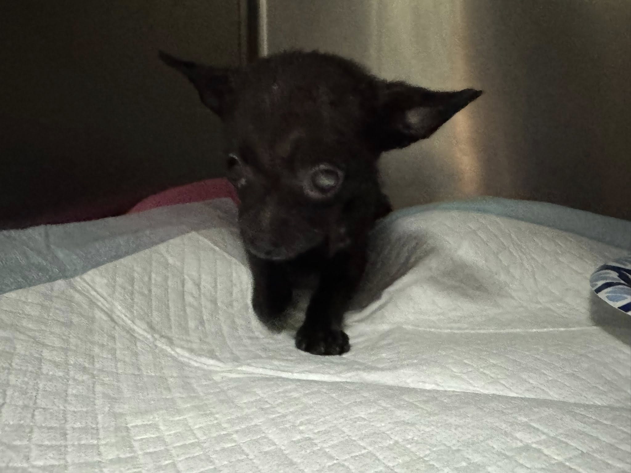 Extra image from article