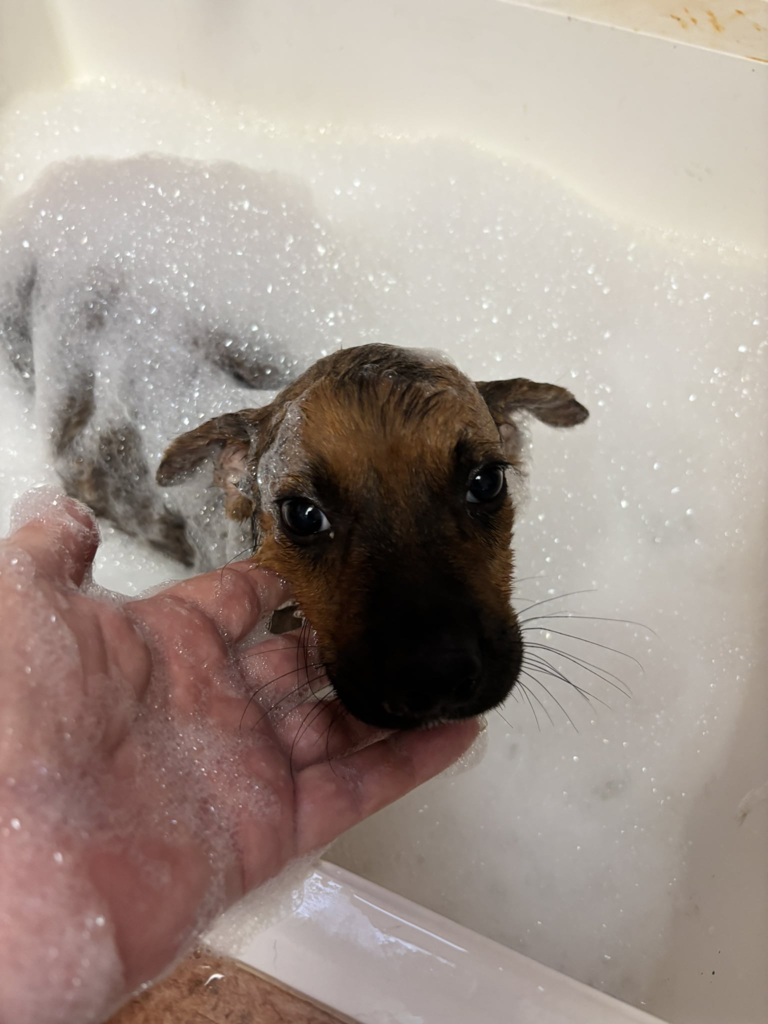 Within weeks, he blossomed into a lively...