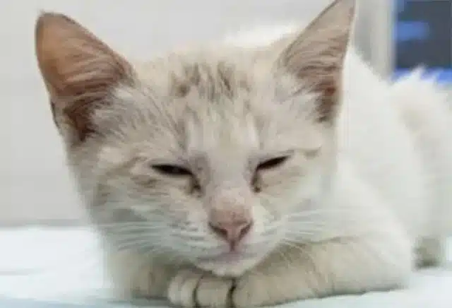 His cries weren’t frantic, but rather a ...