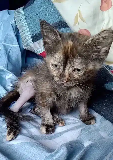 Estrella purred. Softly and persistently...