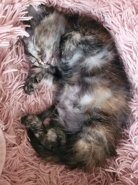 In the days preceding her surgery, the c...