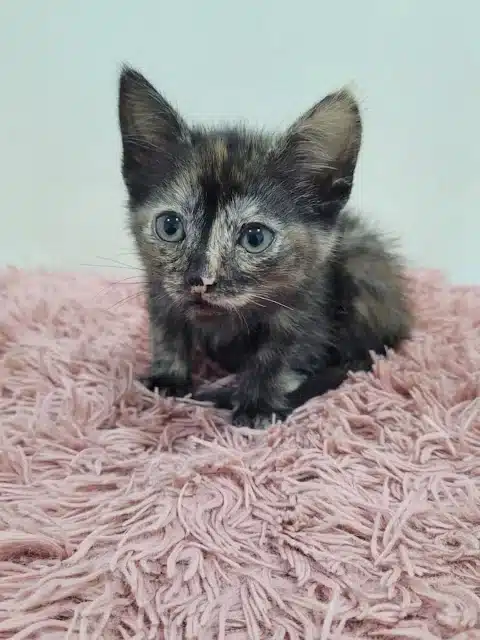 Remarkably, Estrella pulled through. Tho...