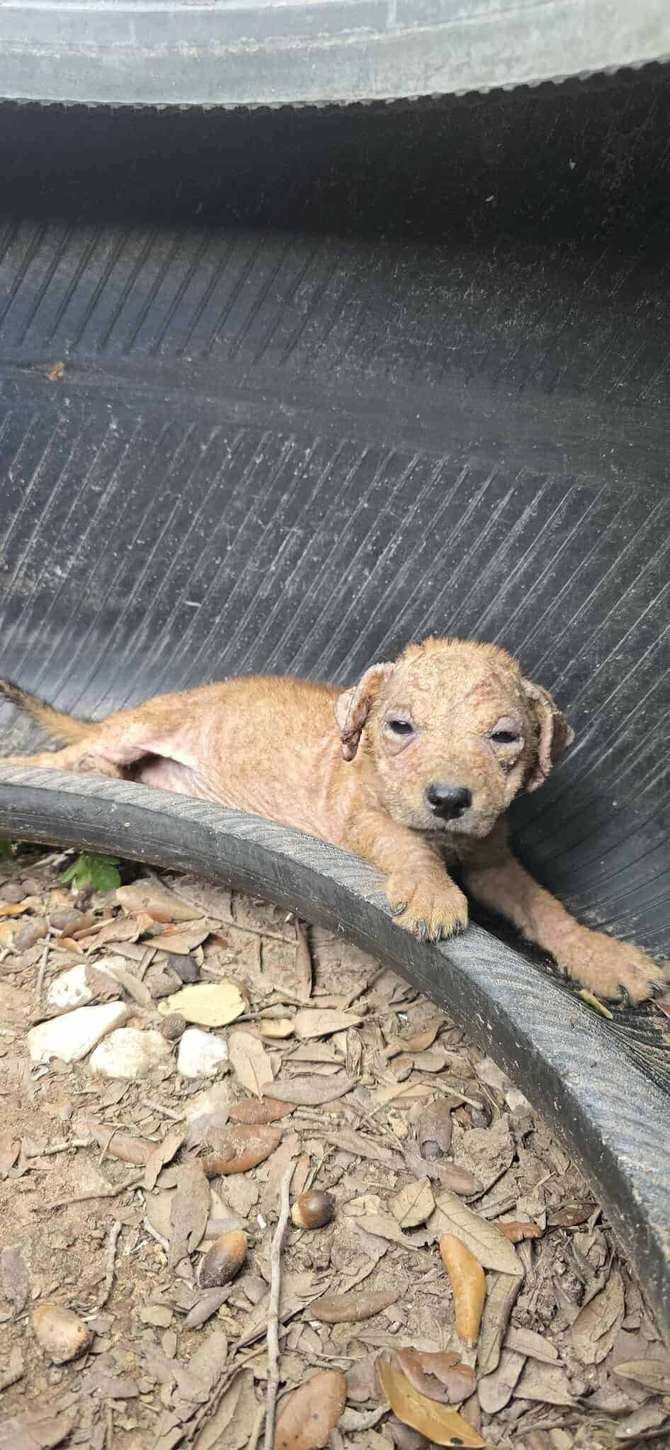 Extra image from article