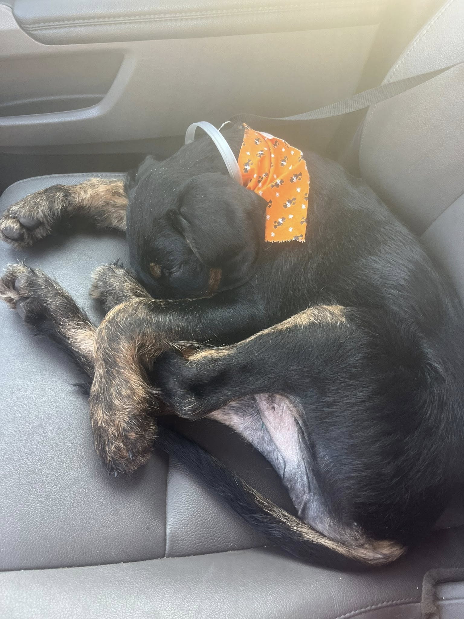 Extra image from article