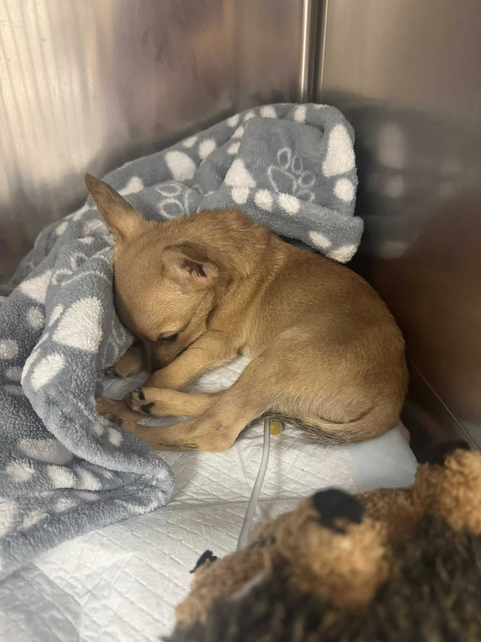 Extra image from article