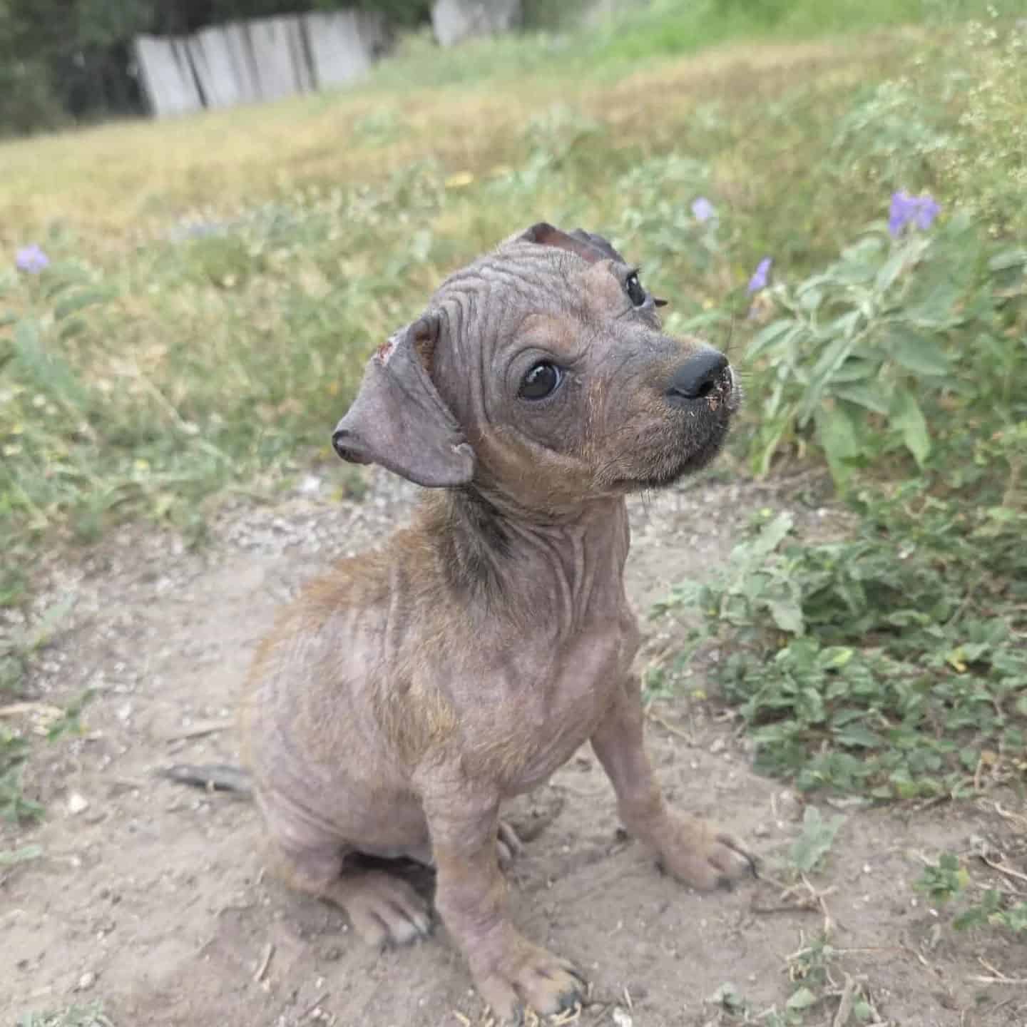 Extra image from article