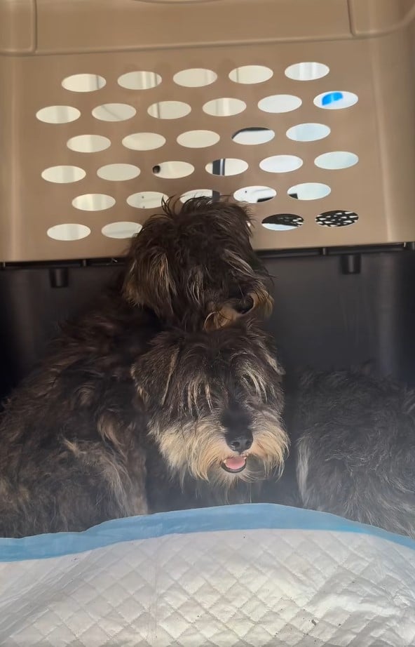 Extra image from article