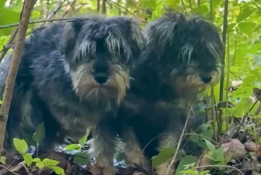 Luck’s Rescue, operating out of Georgia,...