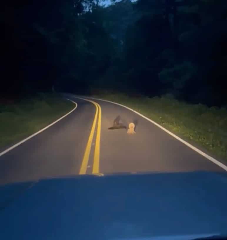 Now, Princess Anastasia lives in a lovin...