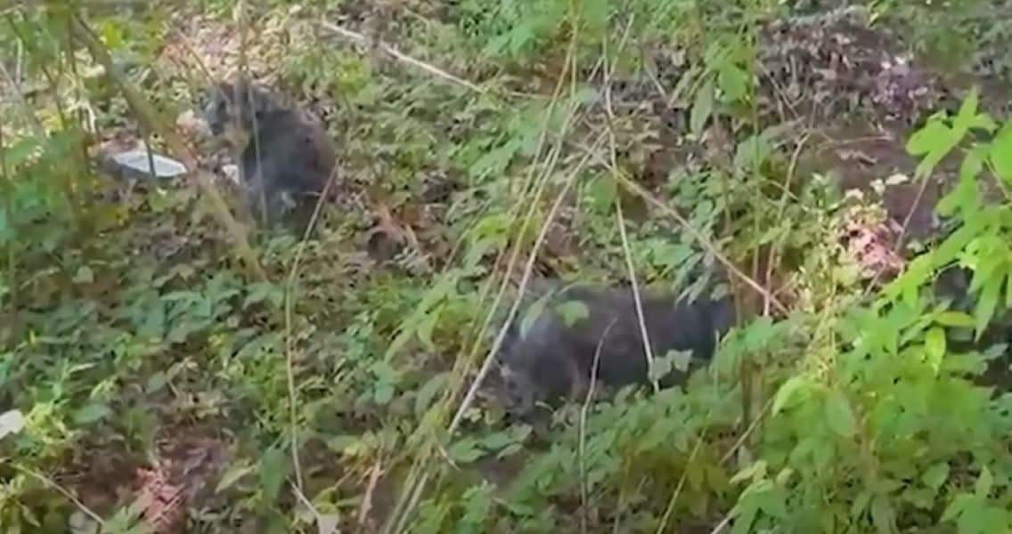 Once transported to the shelter, the tru...