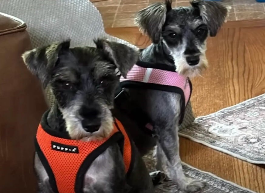 Extra image from article