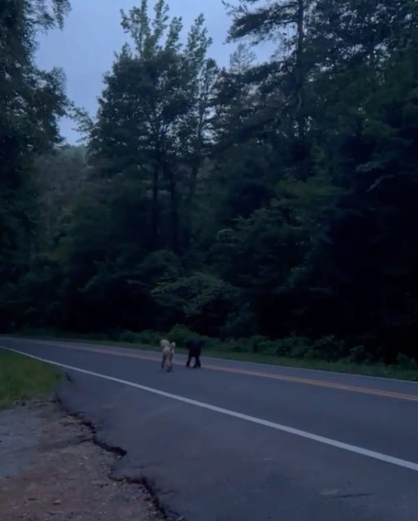 Extra image from article