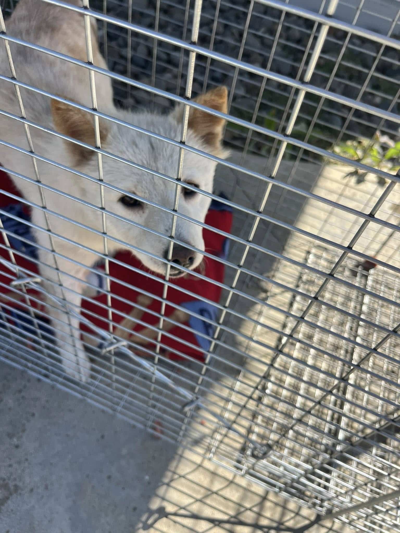 Extra image from article