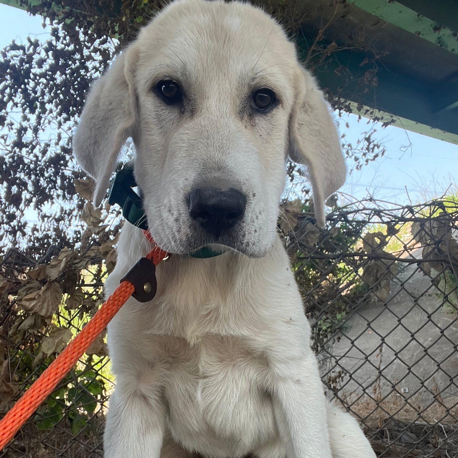 Extra image from article