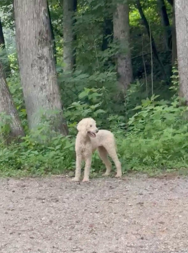 Extra image from article