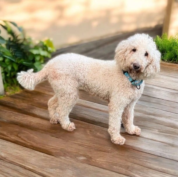 Extra image from article