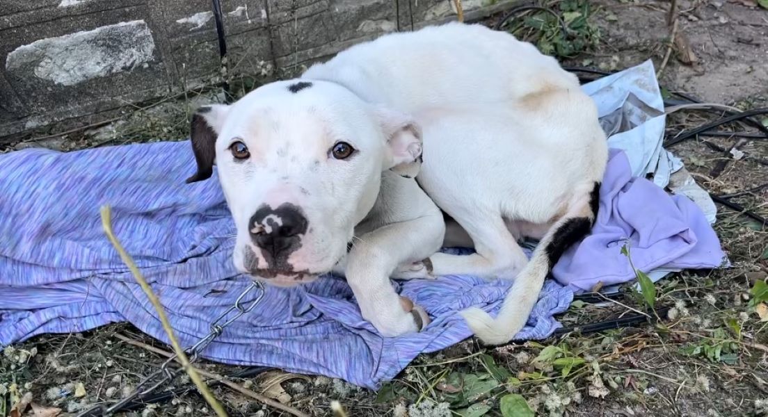 Stray Rescue of St. Louis shared his sto...