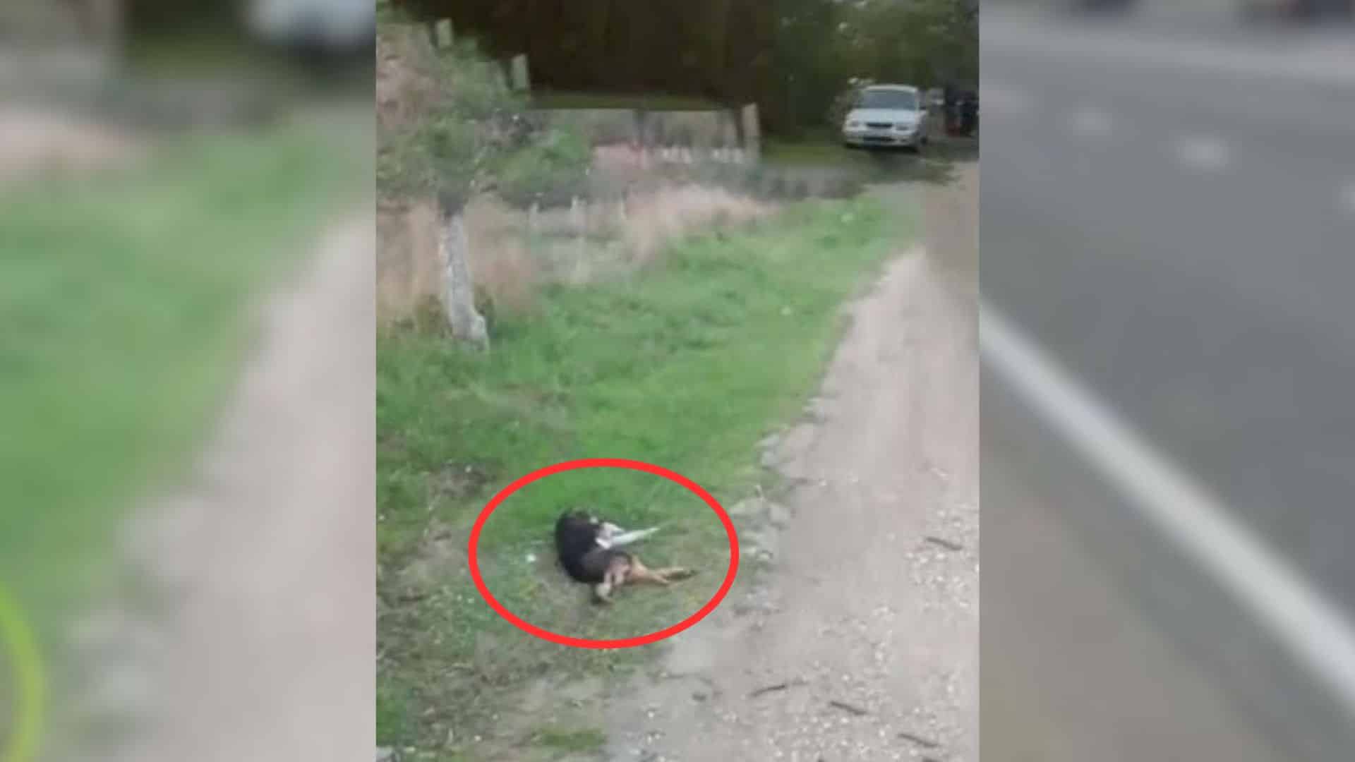 Lying injured and still by the roadside,...