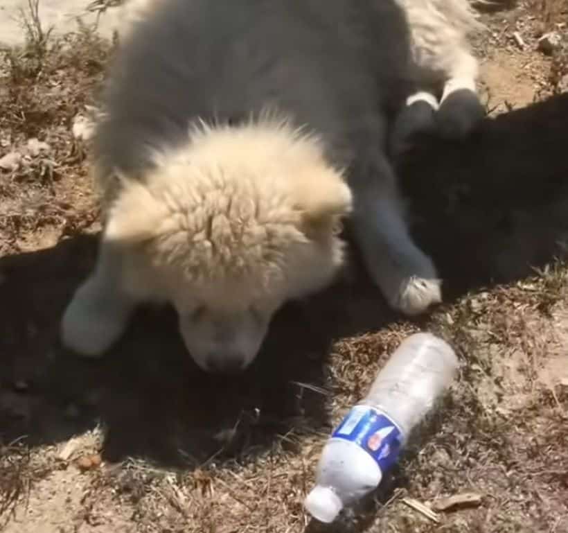 Extra image from article