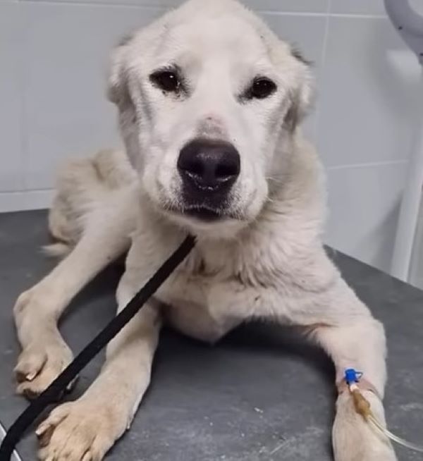 It seemed that once she fell ill, her ow...