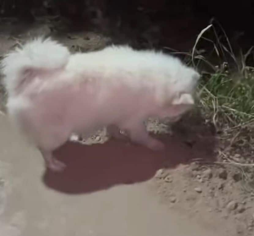 Extra image from article