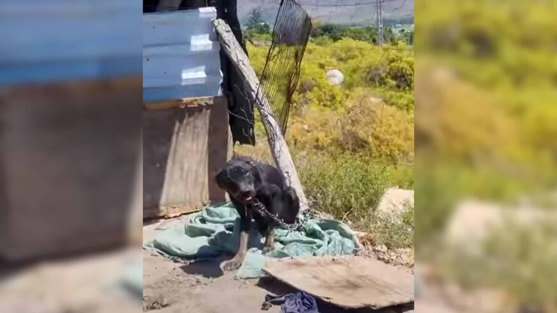 Such was the case for a dog named Charli...