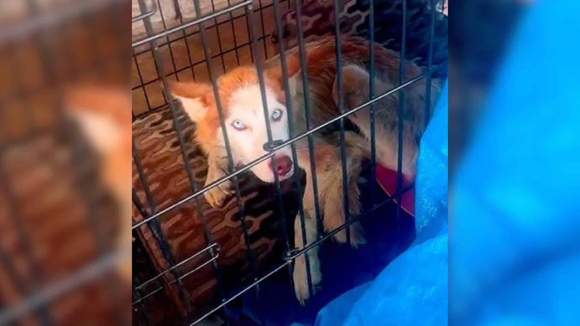 Concerned for the dog's safety, the pair...