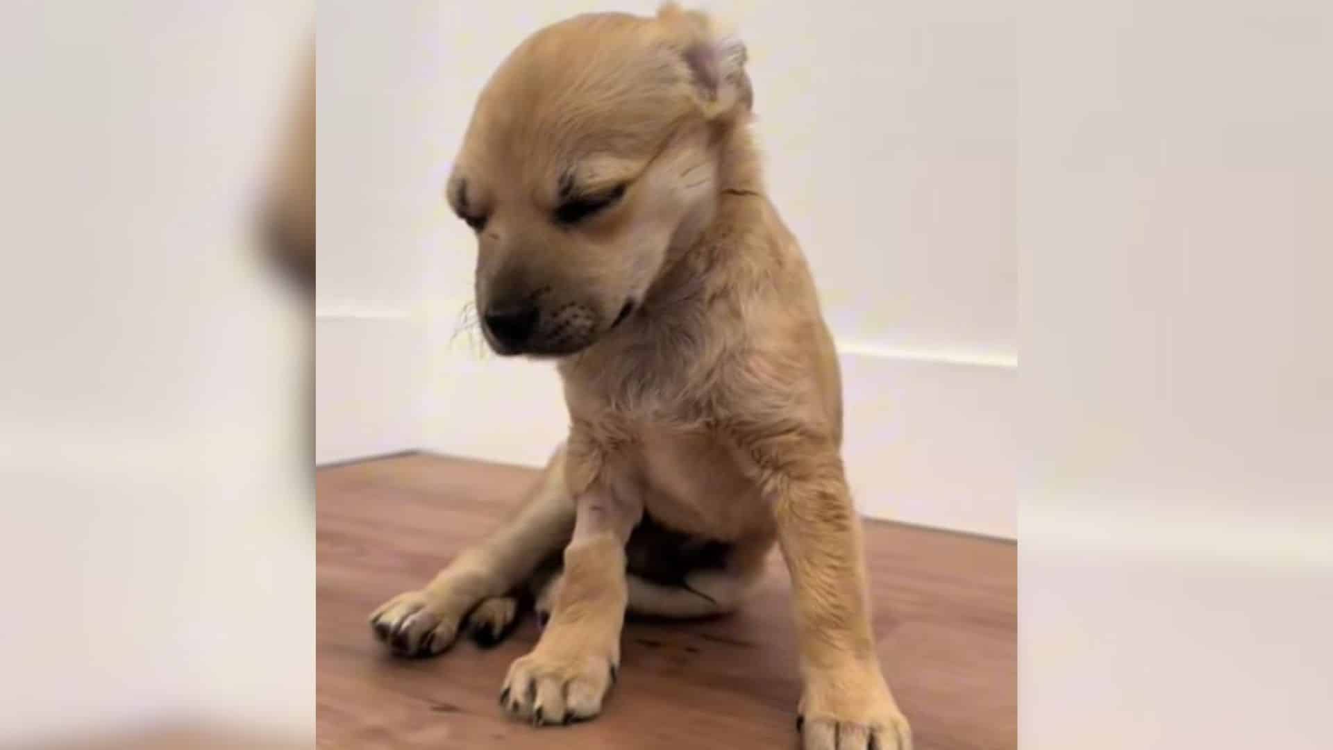 For instance, consider Jack, a young dog...