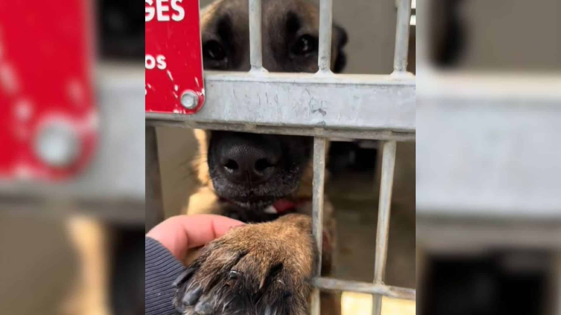 Such was the case for Carmella, a Belgia...