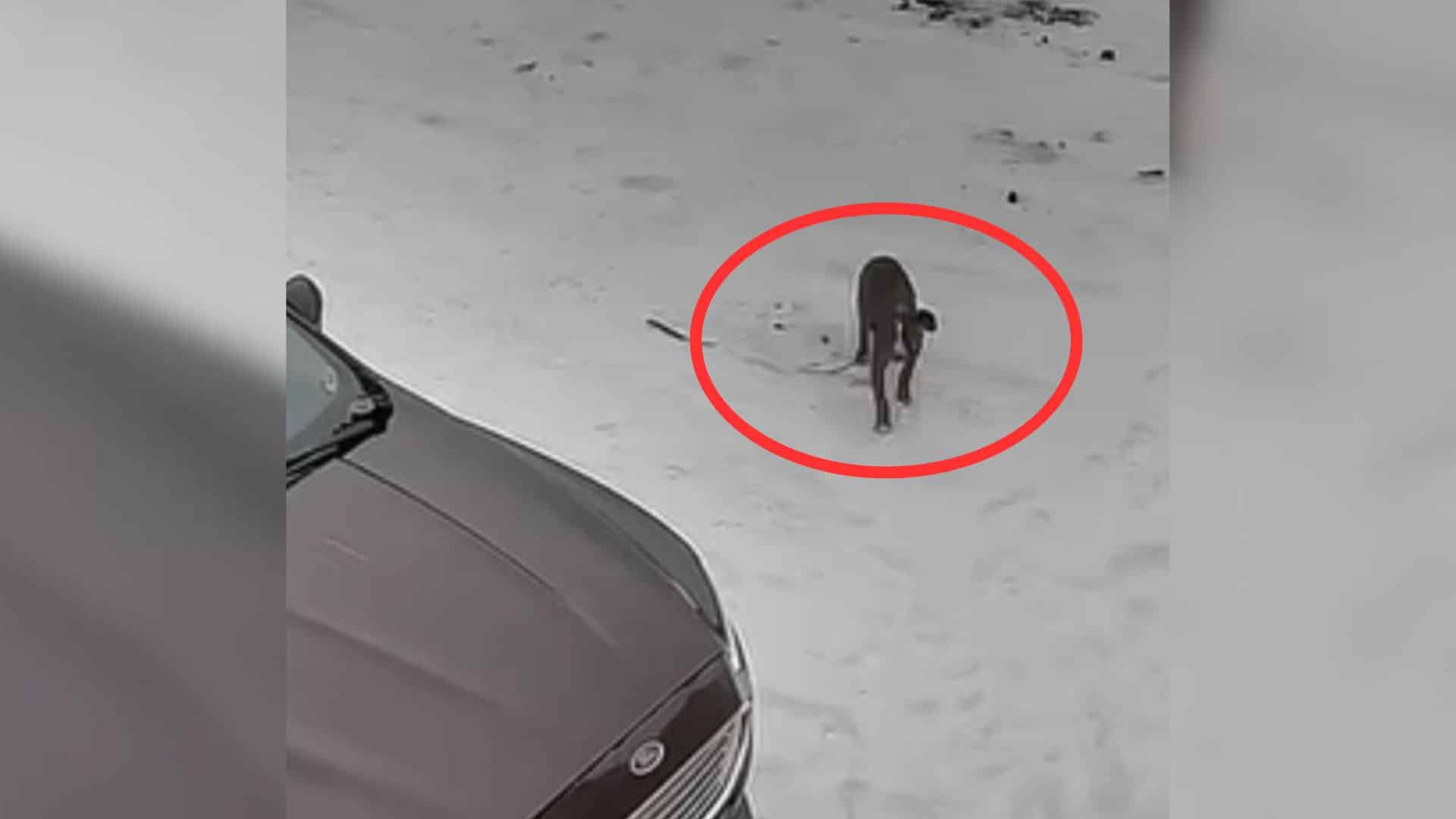 In some cases, once these dogs are no lo...