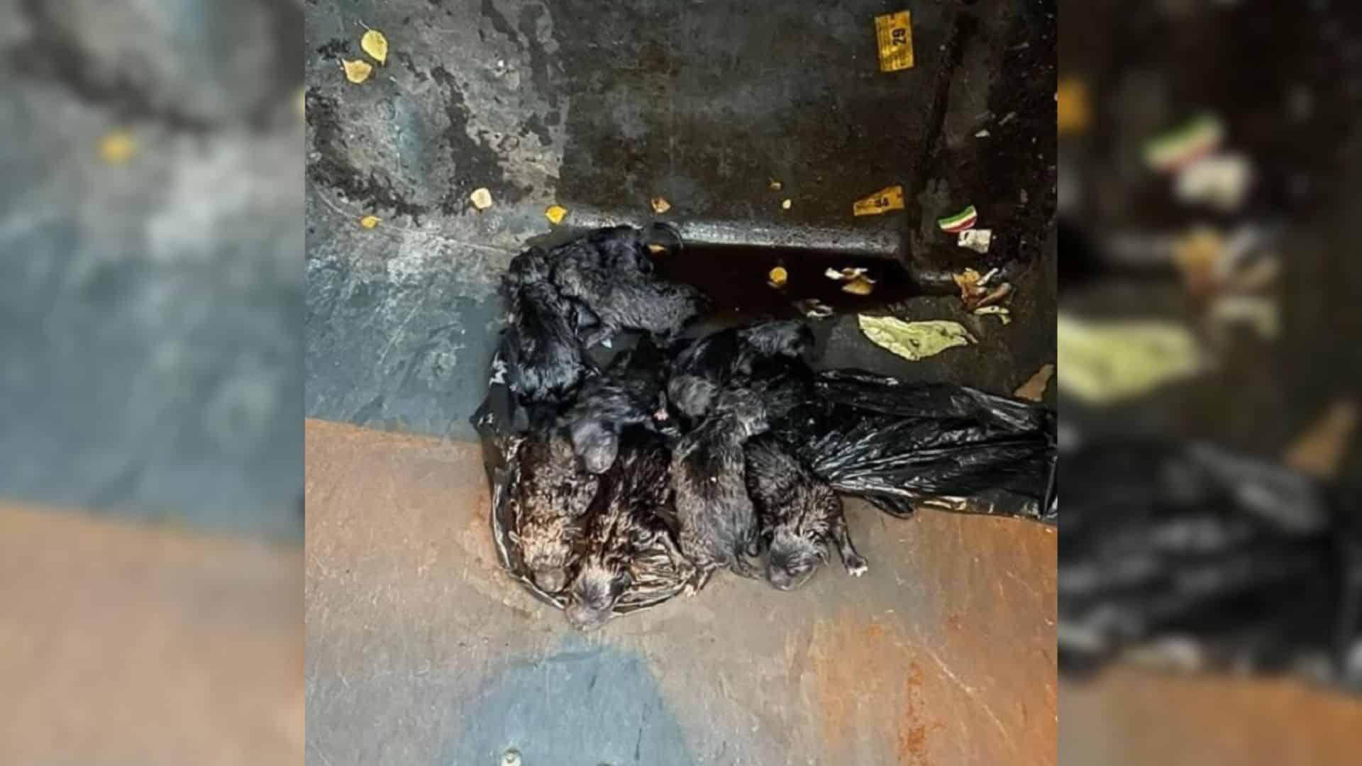 In their most vulnerable state, these pu...