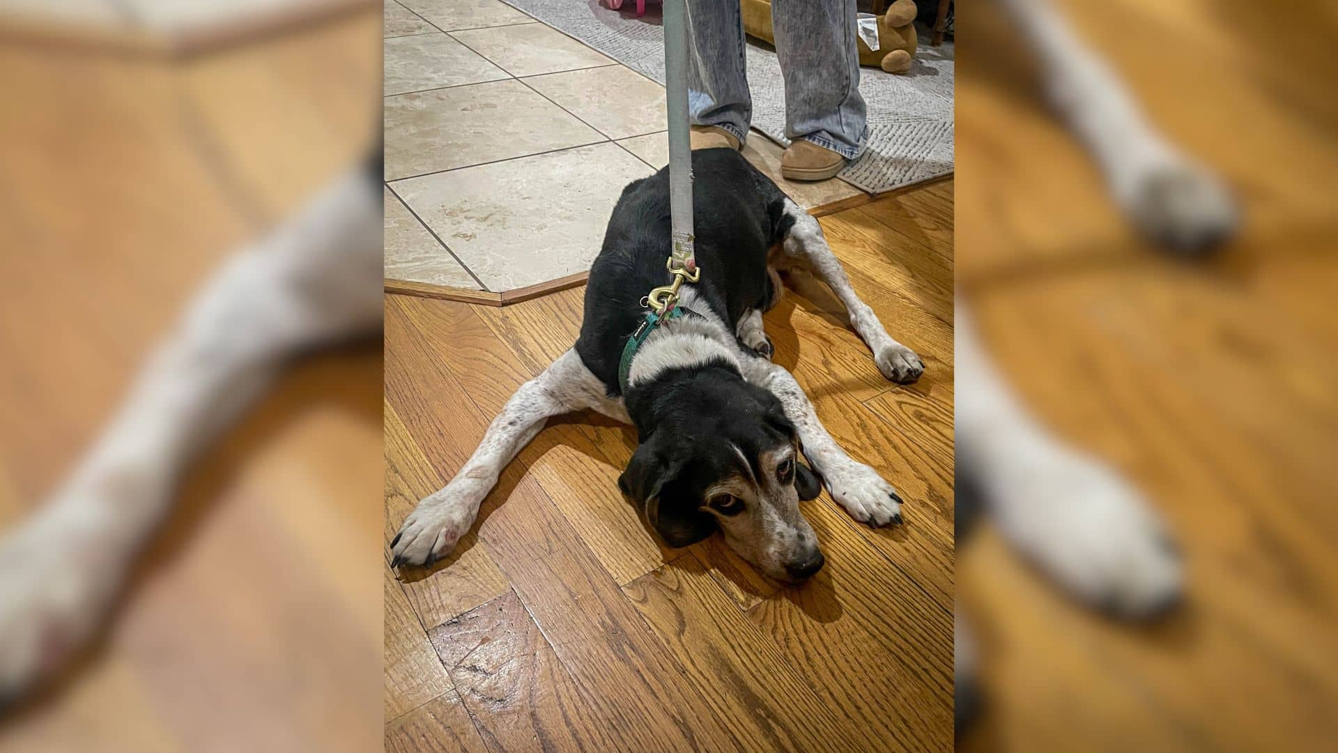 A family in Colorado recently experience...