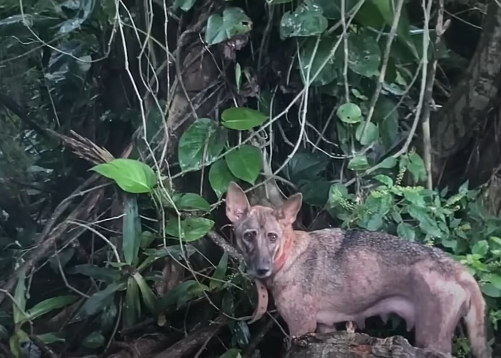 Extra image from article