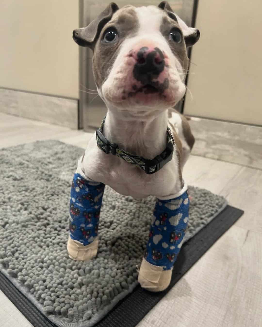 Extra image from article