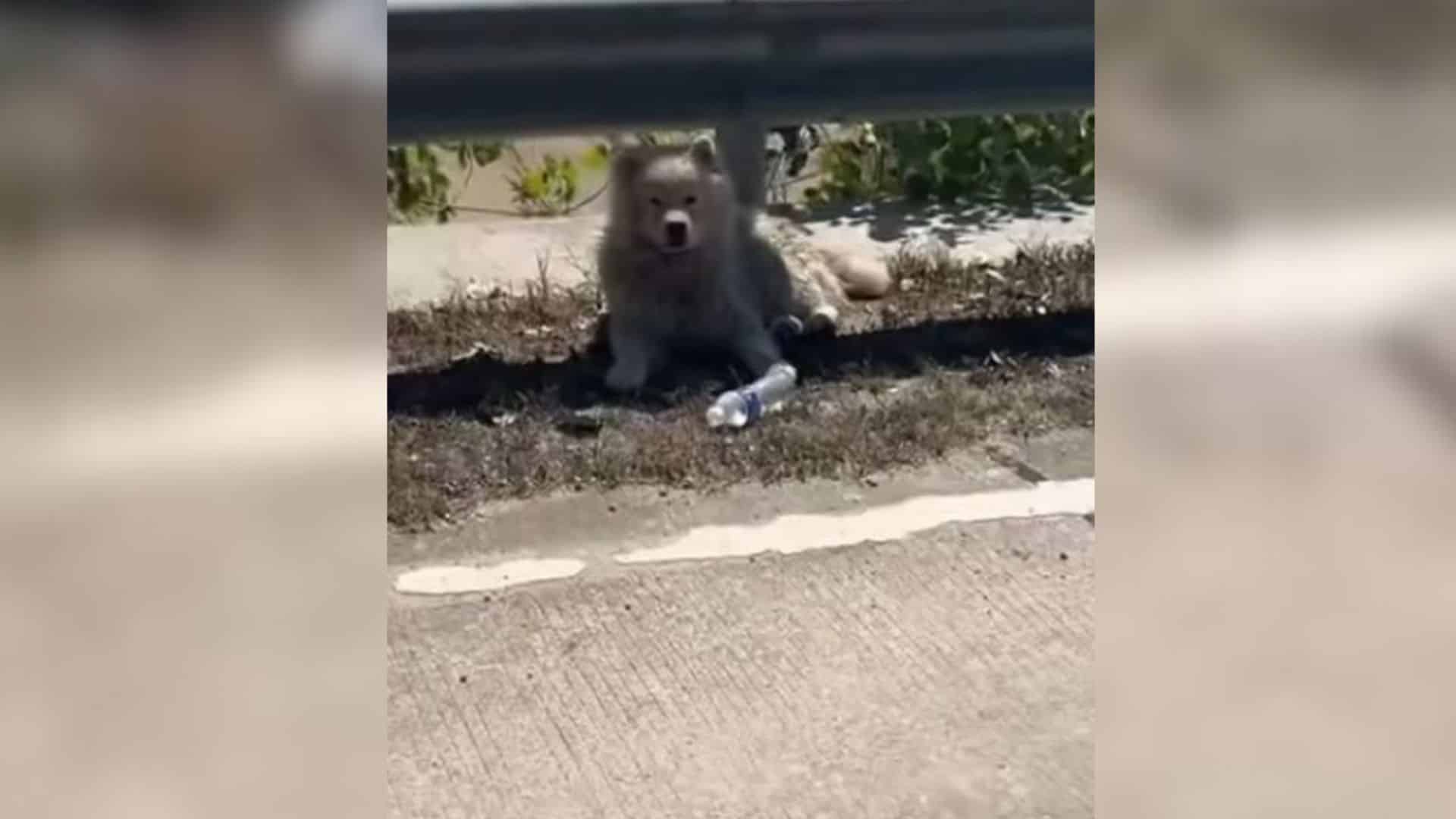 One fortunate dog, left in such a predic...