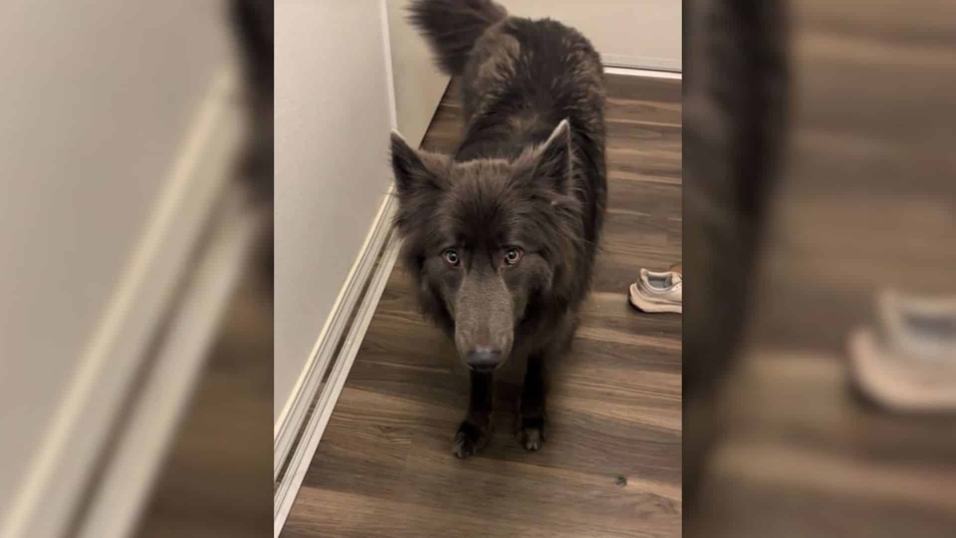 Introducing Havoc, a mesmerizing canine ...