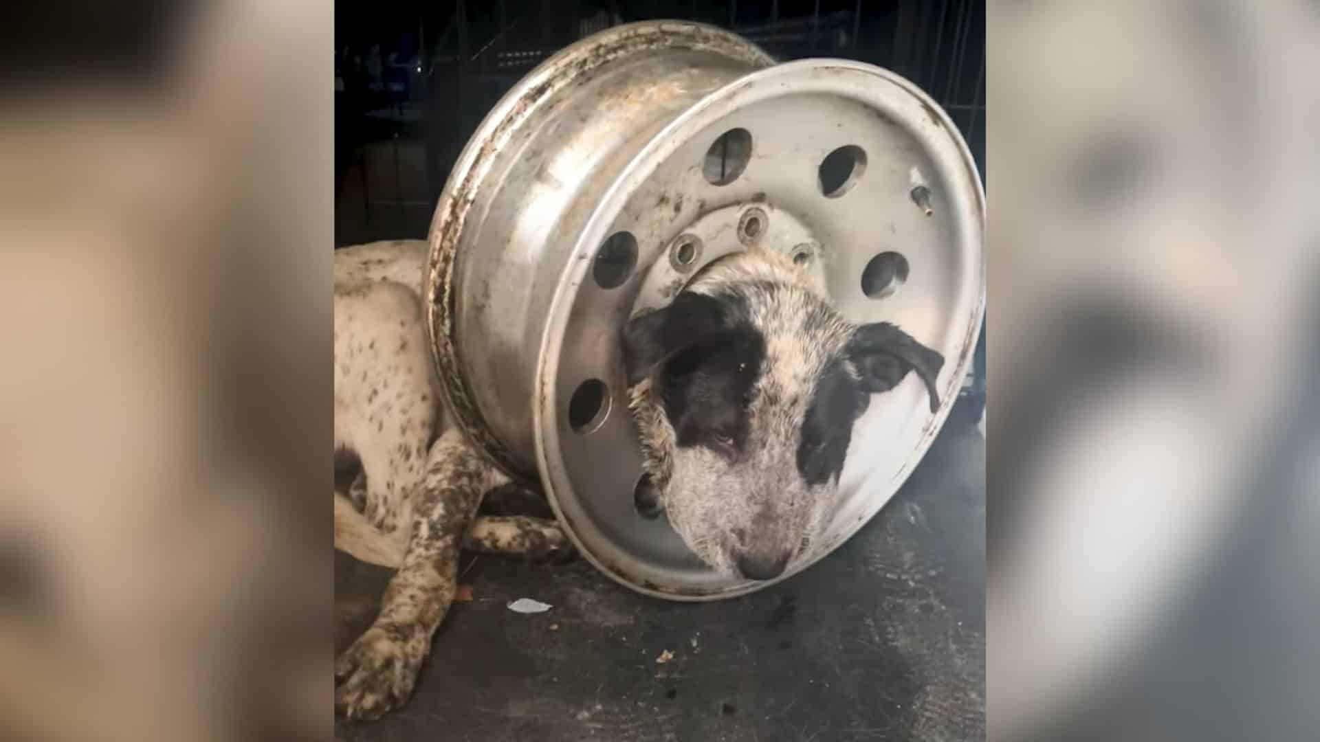 Kelly Russel, along with her fellow volu...