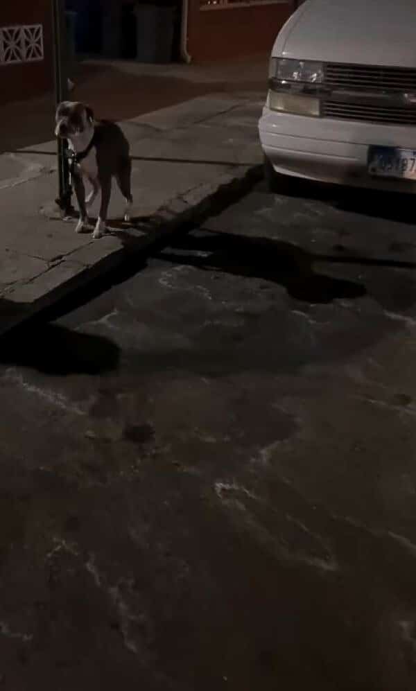 Lentil's amiable personality shone throu...