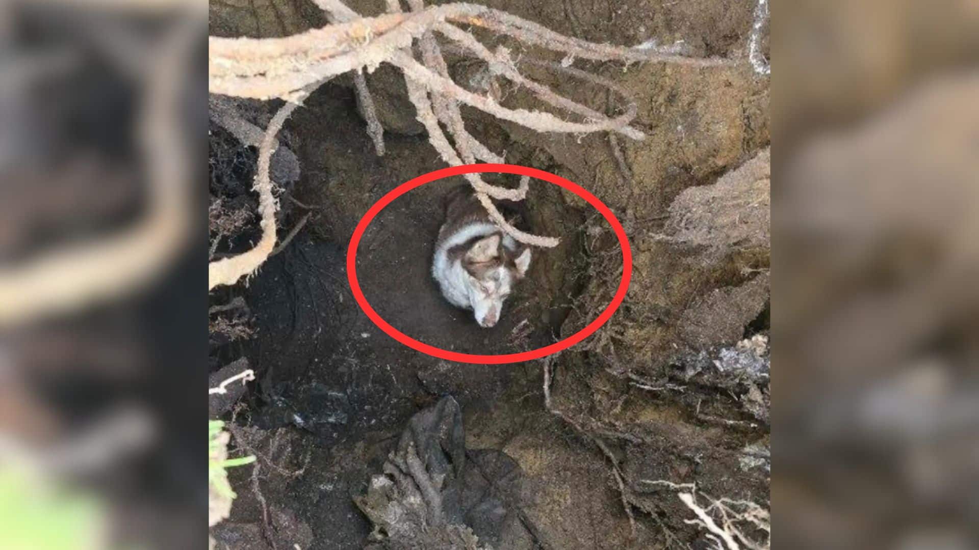 This is exactly what happened to a famil...