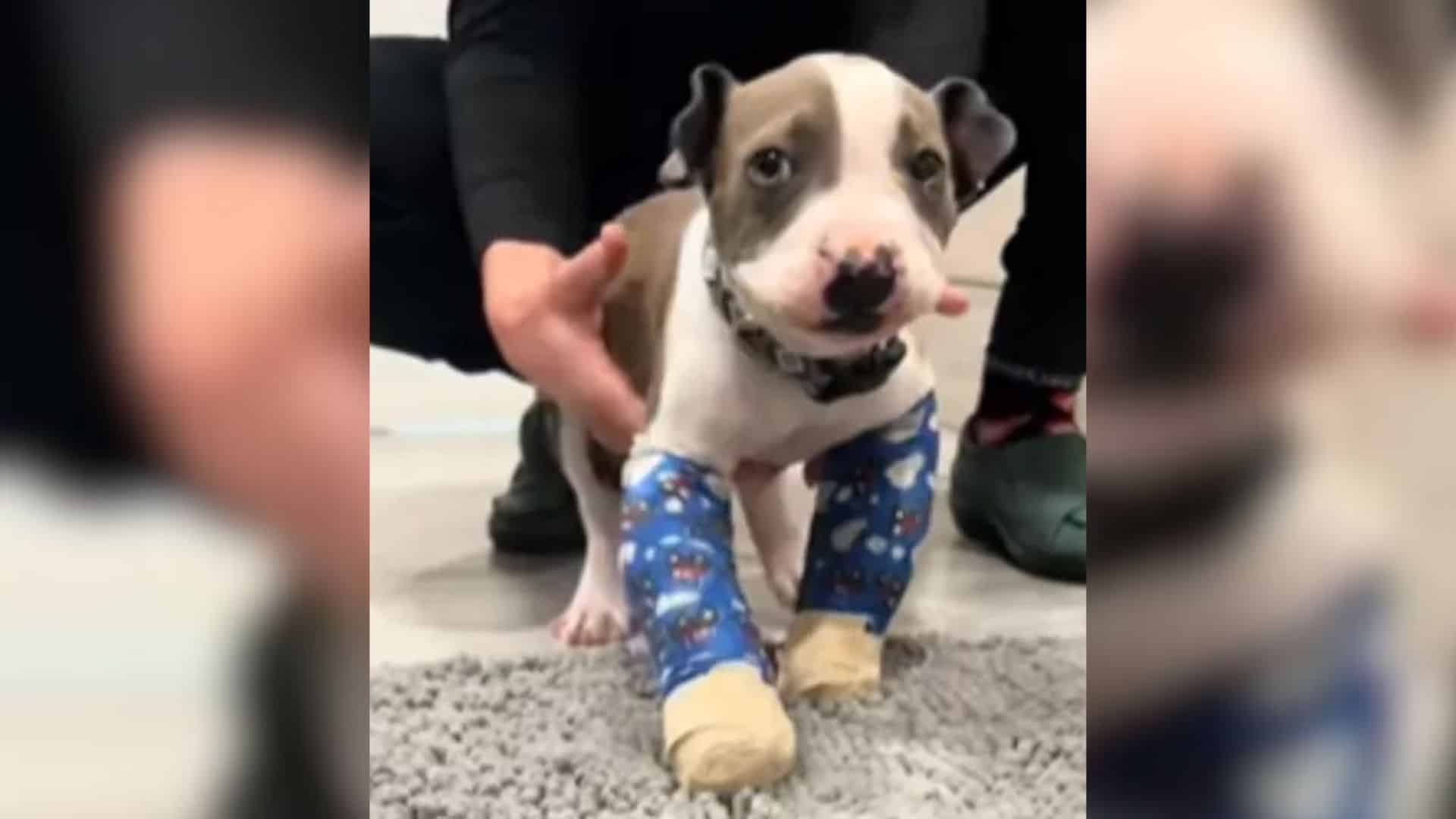 Lily, a tiny three-month-old puppy, had ...