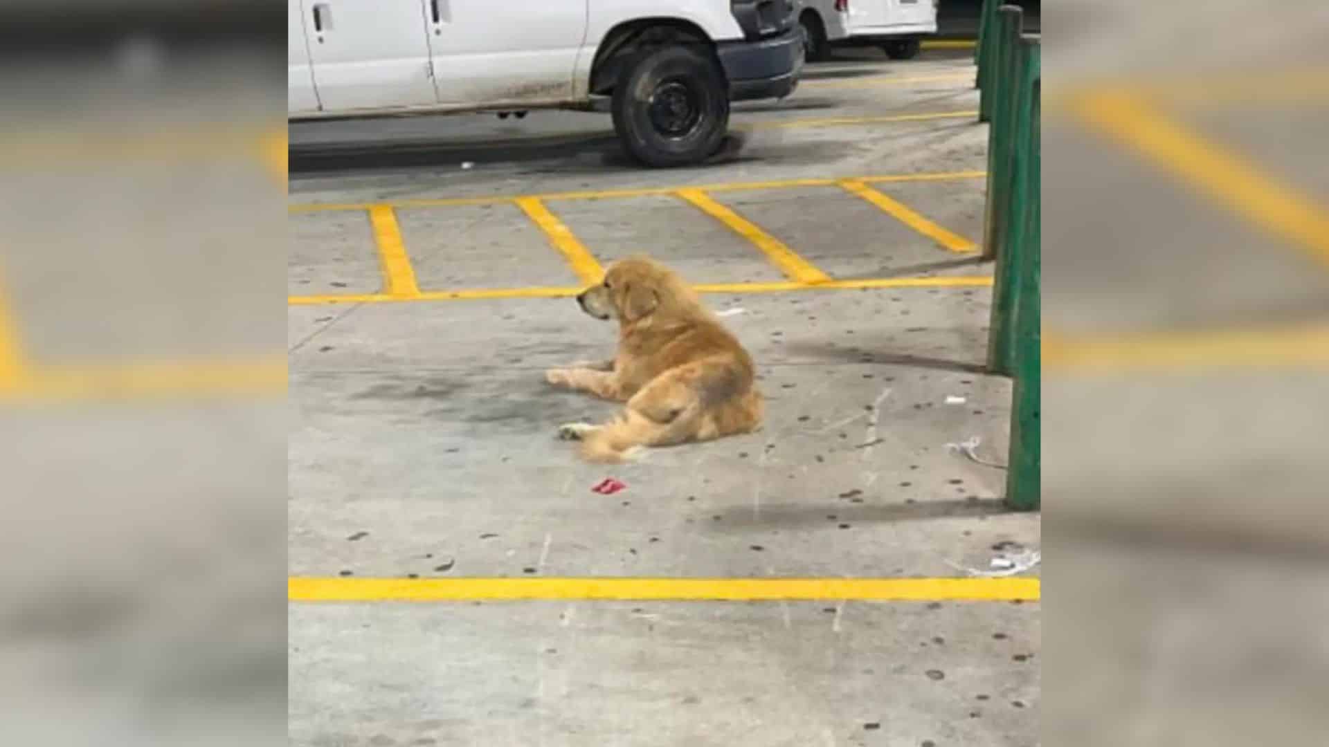 This poignant story unfolded for a lovab...