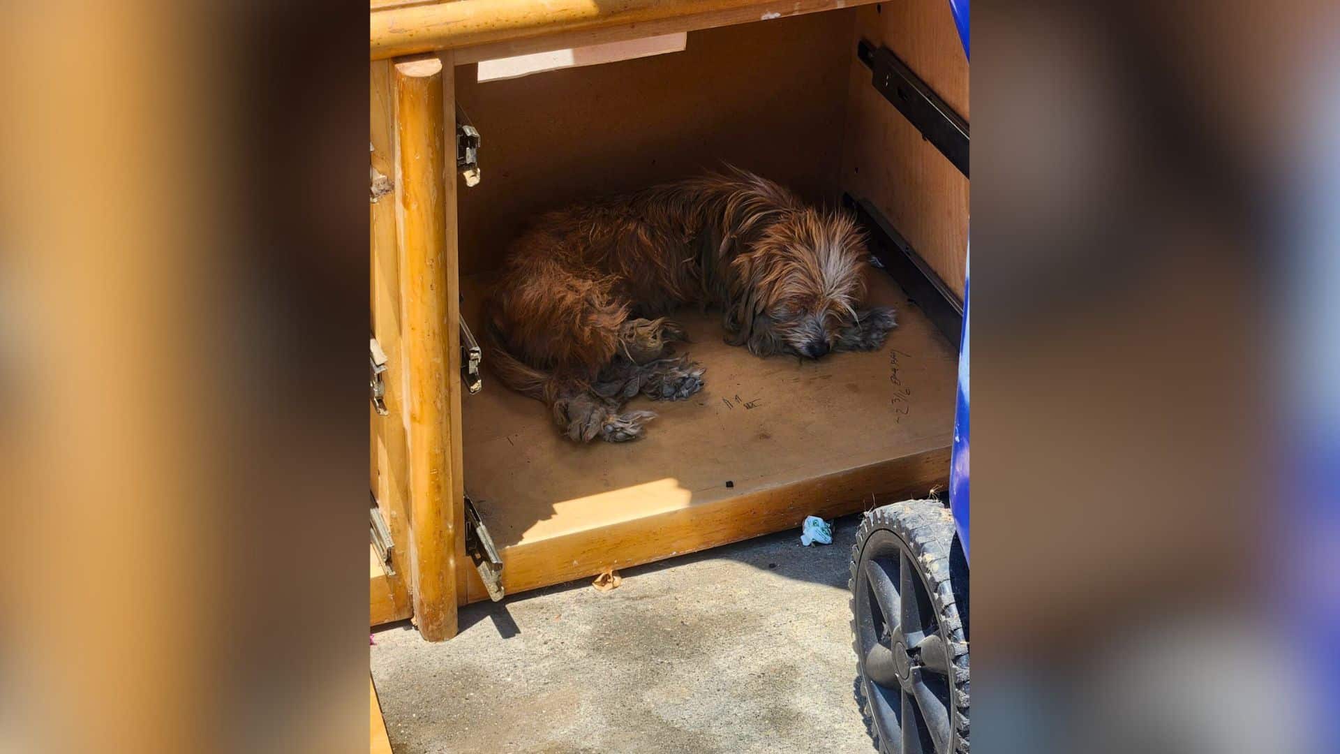 One such dedicated rescuer is Suzette Ha...